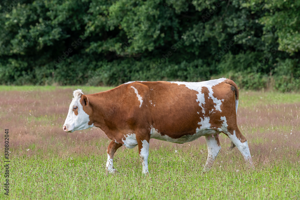 Frisian red-and-white Dutch cow.