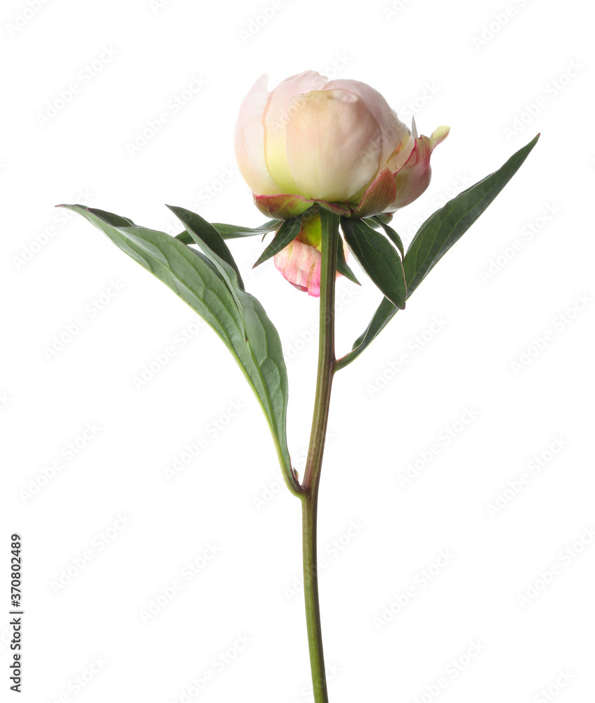 Beautiful fragrant peony flower isolated on white Beautiful fragrant peony flower isolated on white