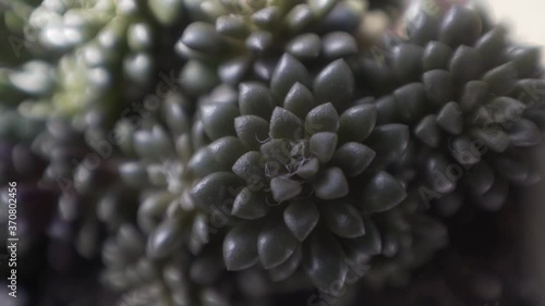 Detail of the leaves of succulent cactus plants with green colors photo