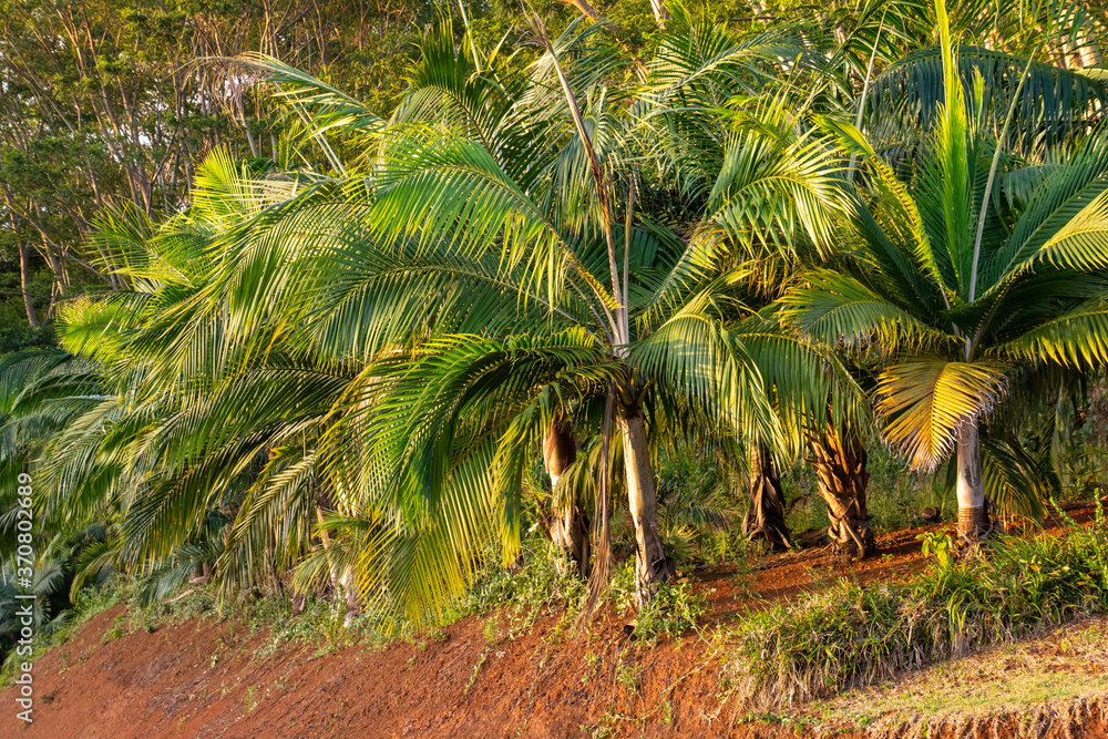Obraz premium Palm trees at sunset in the island of Mauritius