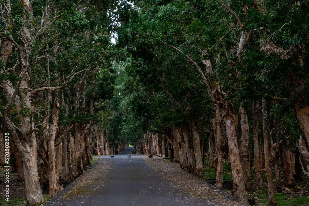 Road through the forest in Mauritius
Road through the forest in Mauritius
