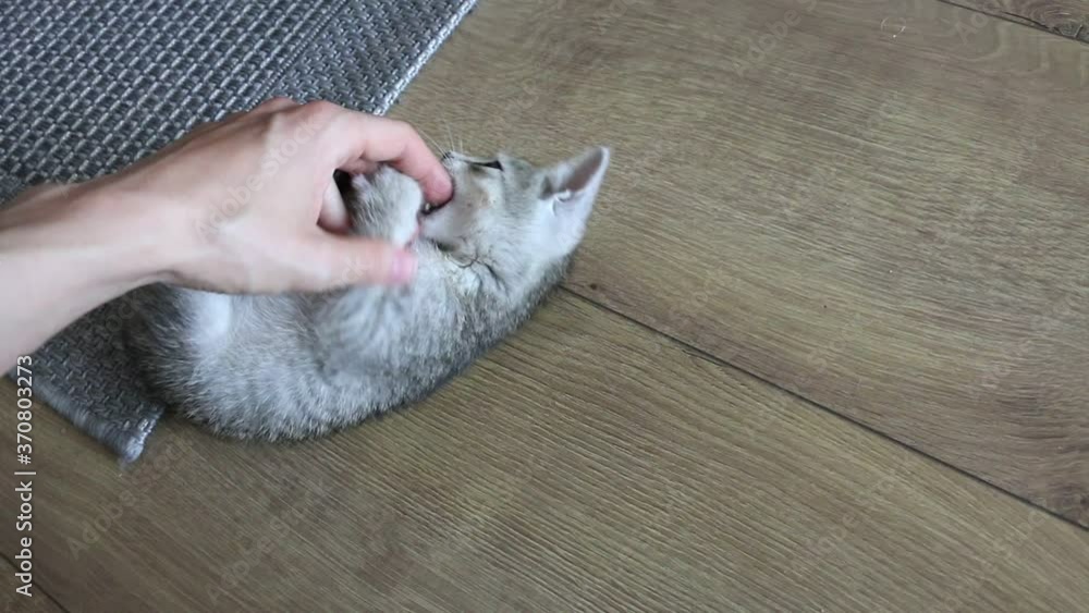 playing with baby cat, adorable little kitten biting and scratching
