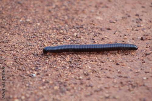 Fotótapéta Large Millipede walking on the ground