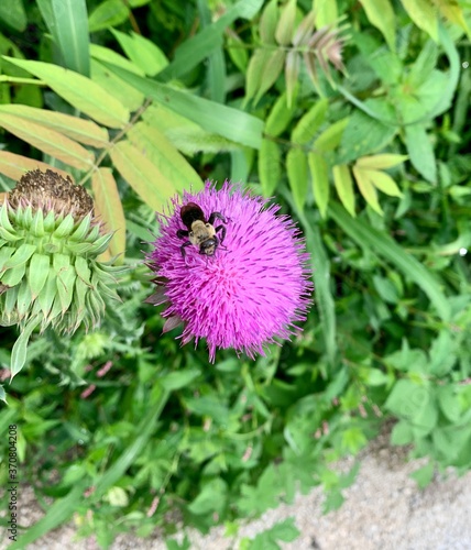 bee on a flower