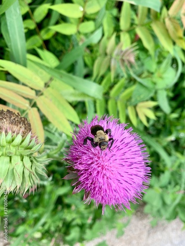 bumblebee on a flower