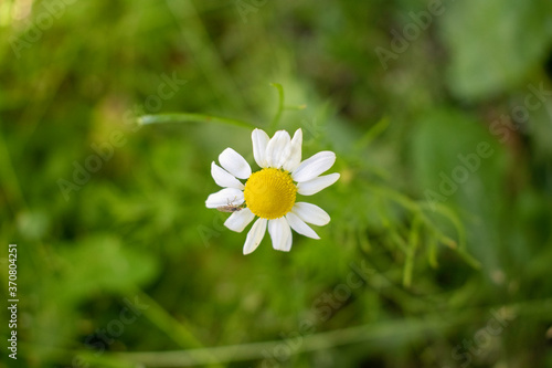 la flor de manzanilla, flor amarilla 