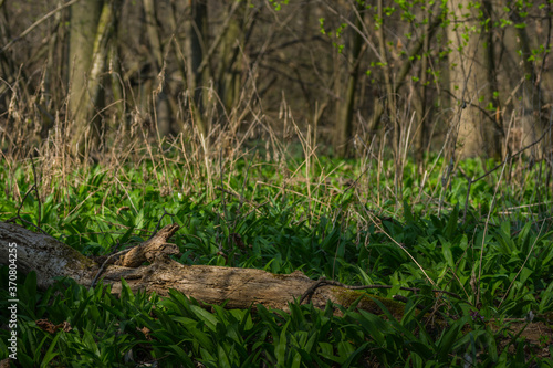 bear s garlic in spring and forest