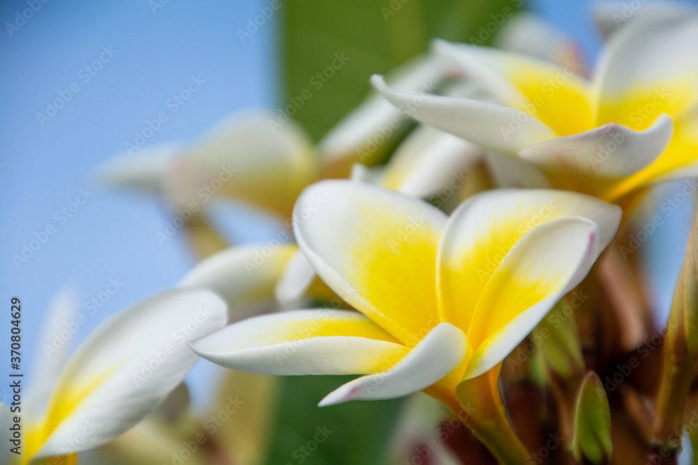 Obraz premium Plumeria on the island of Mauritius