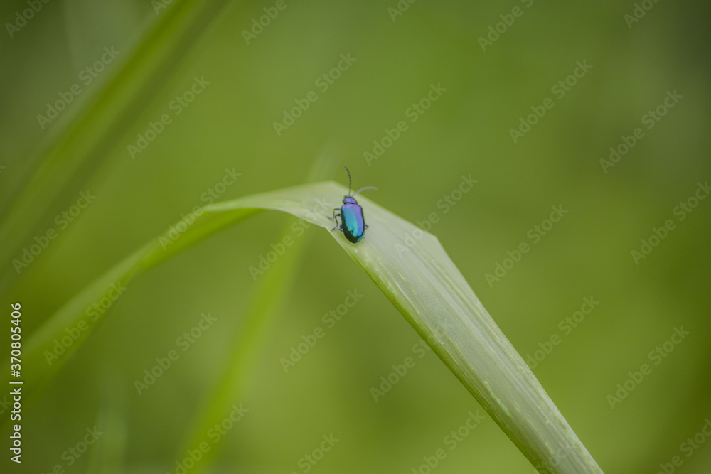 dragonfly on a leaf, dragonfly on a green leaf, insect on leaf, bluish insect sitting on leaf, micro photograph of insects, dragonfly on a leaf, dragonfly on a green leaf, insect on leaf, bluish insect sitting on leaf, micro photograph of insects,
