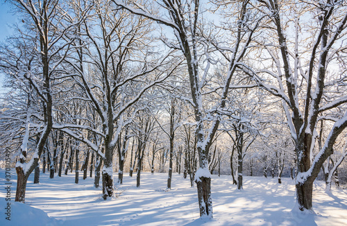 Beautiful oak tree park in Mankinjoki rapids area in winter, Espoonkartano, Espoo, Finland photo