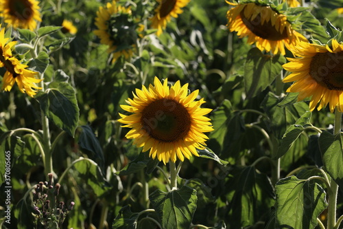 Yellow sunflower in a field on a green background