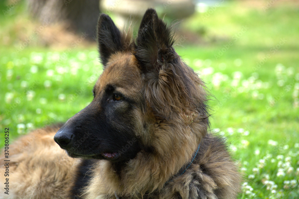 german shepherd dog german shepherd dog