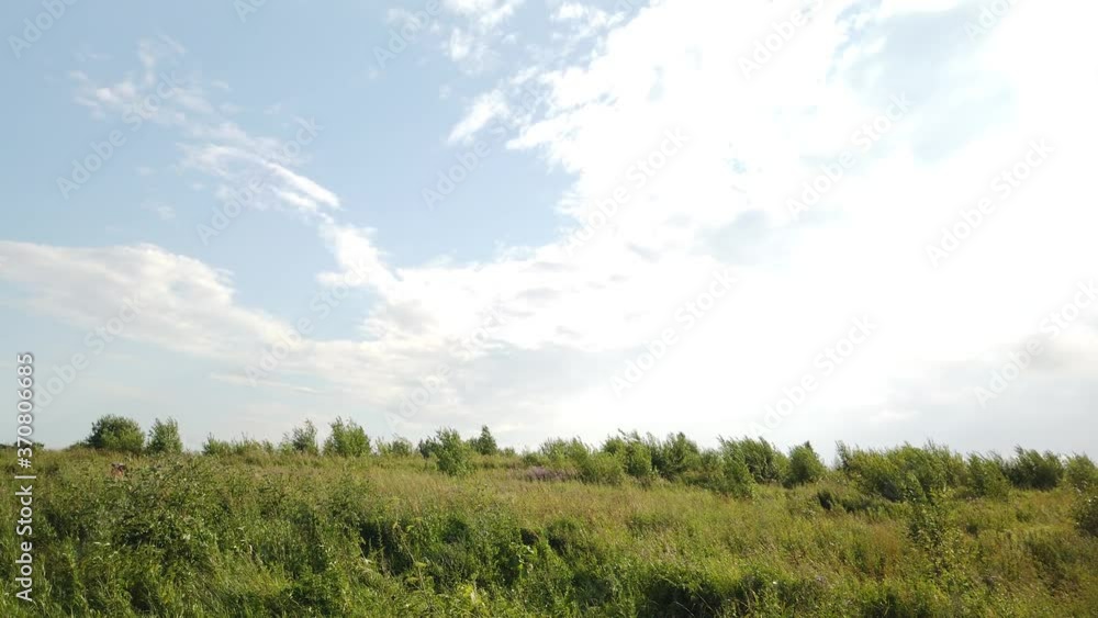 Green grass swaying in the field from the wind Green grass swaying in the field from the wind