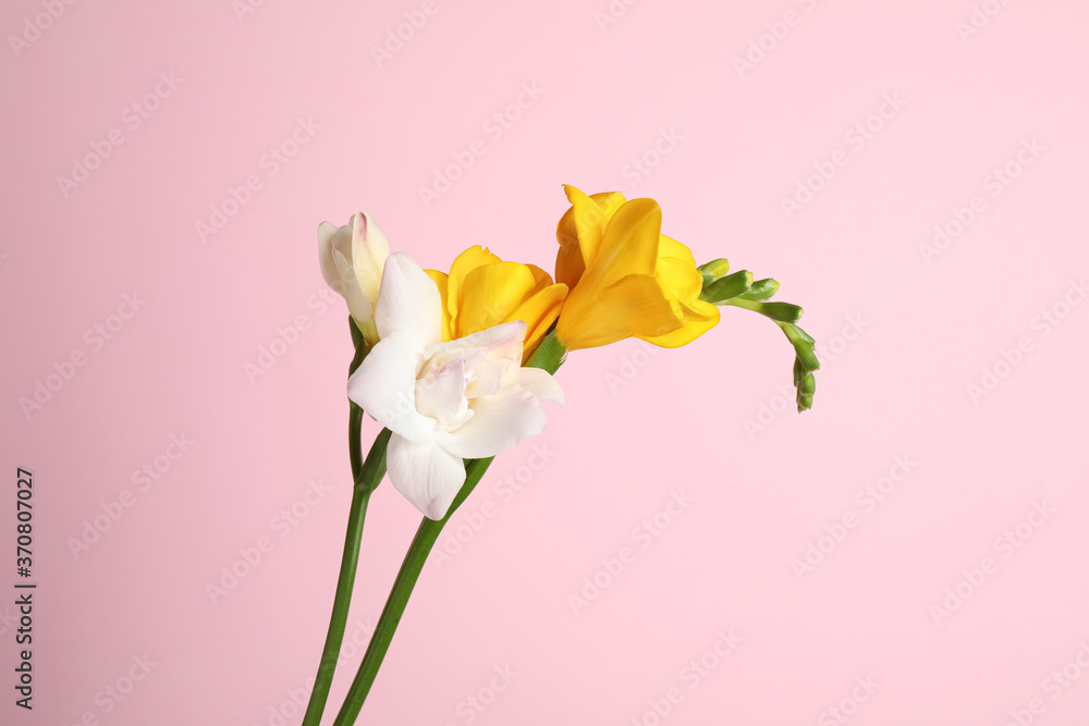 Obraz premium Beautiful tender freesia flowers on pink background