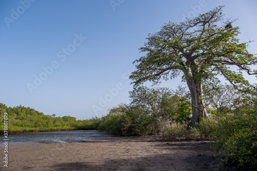 Baobab y manglares en el Delta del Sine-Saloum  Senegal