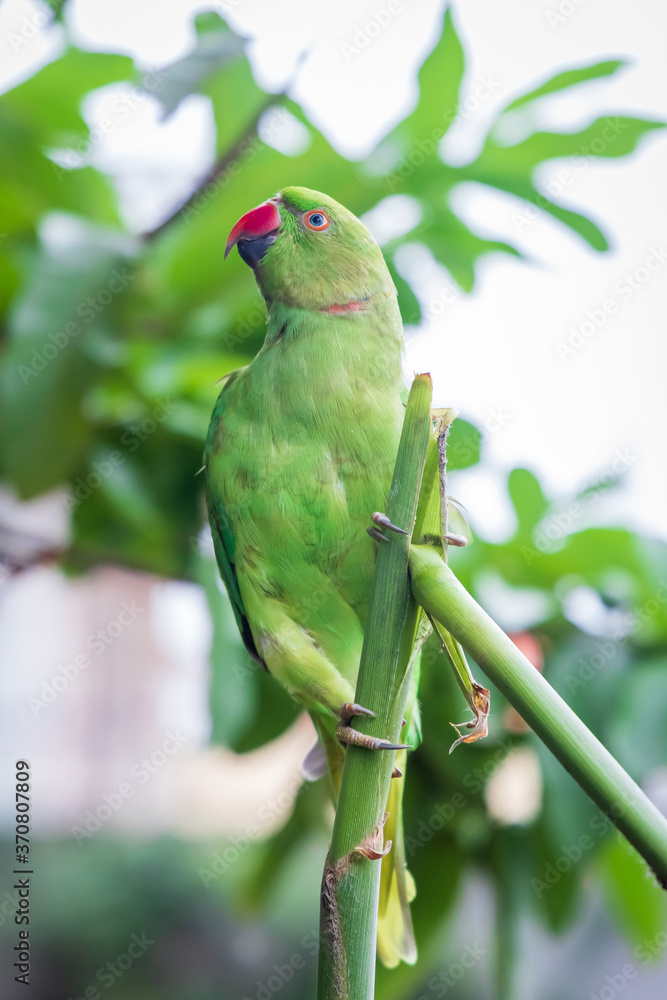 Indian Ring-necked Parakeet or Parrot Female Stock Image - Image of  beautiful, redbeak: 140274901