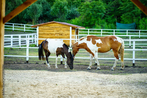 two horses are walking in the corral