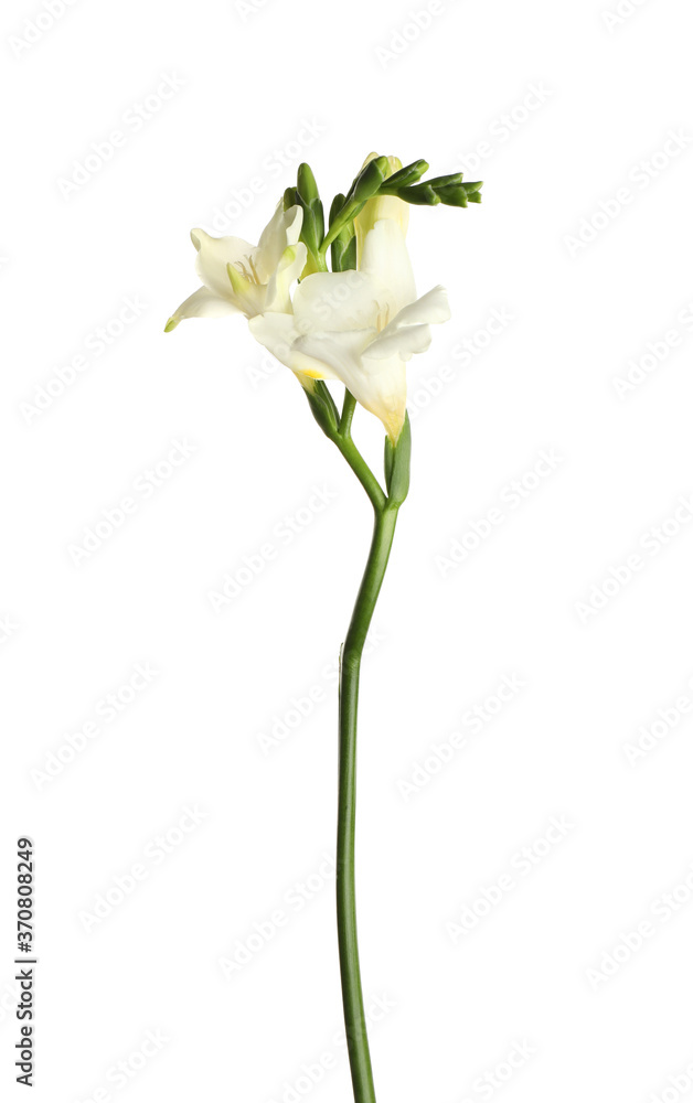 Beautiful blooming freesia flower isolated on white Beautiful blooming freesia flower isolated on white