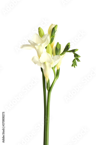 Beautiful blooming freesia flowers isolated on white