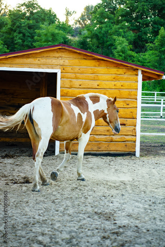 horse on the farm, an adult bay-speckled horse in a stall.