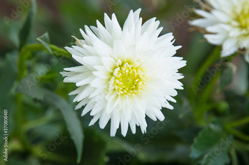white chrysanthemums in the field in summer