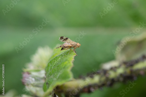 The fruit fly Tephritidae on the grass at summer © EvgeniaSevryukova