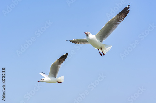 The Flight of The Seagull
