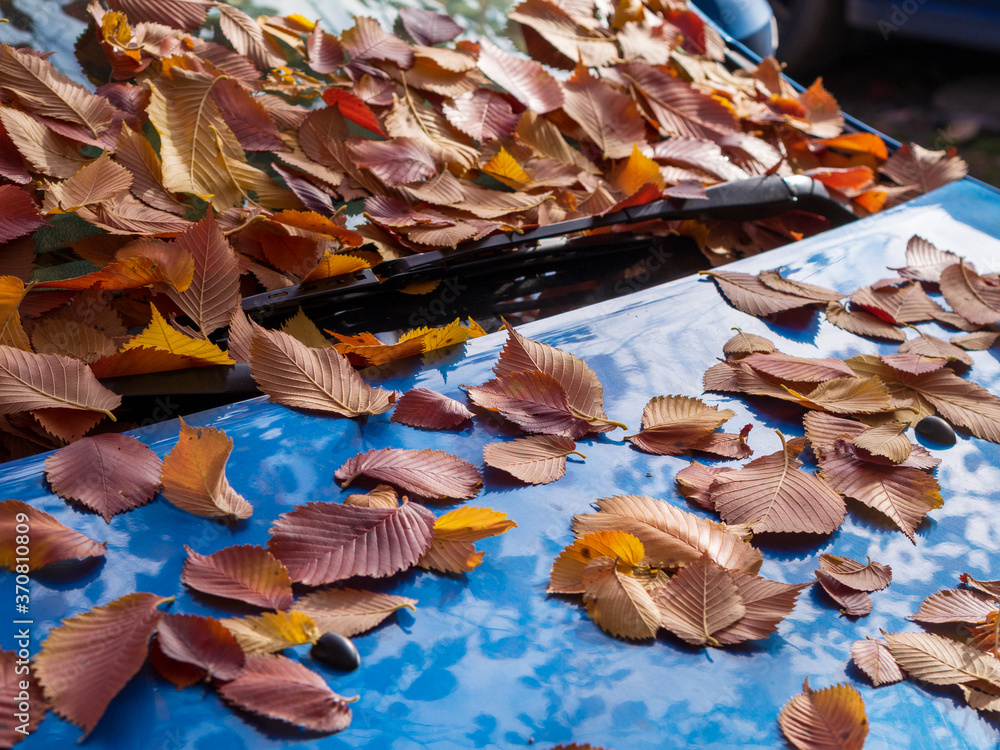 Fallen dry brown oak leaves lying on car windshield and hood in sunny weather, side view, soft focus. Autumn foliage, transport, season concept.