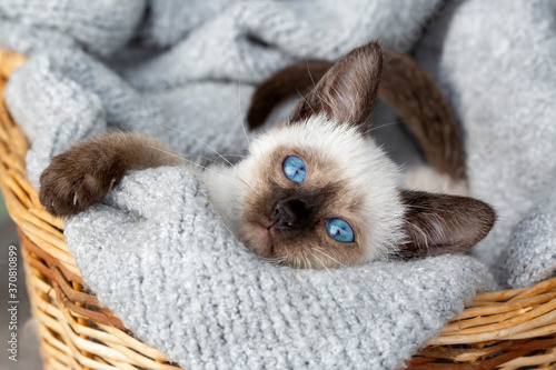 Siamese kitten photo