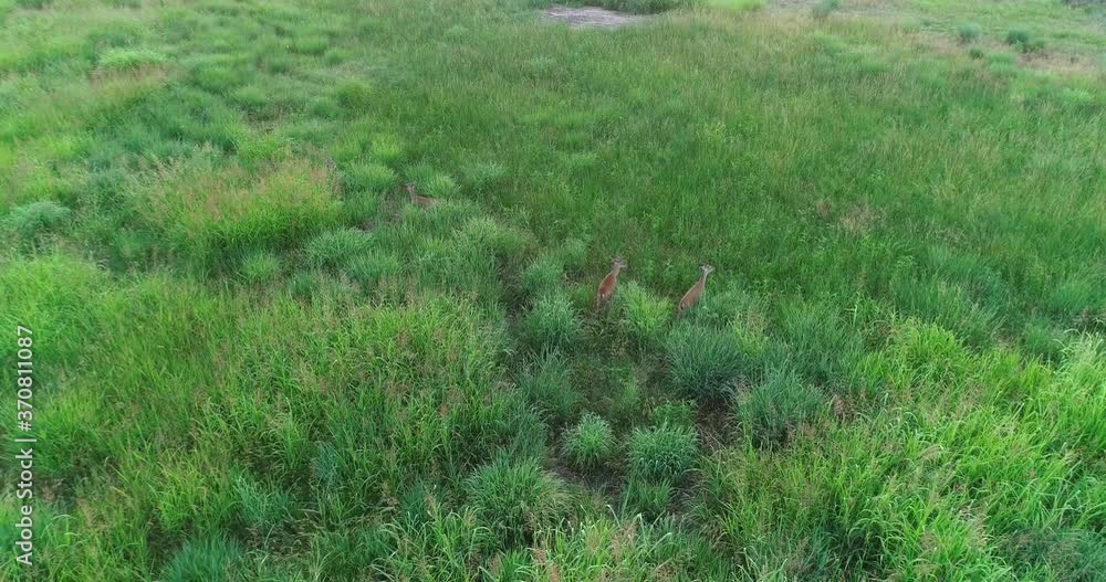 Drone video of several White-tailed Deer in a field. Drone video of several White-tailed Deer in a field.