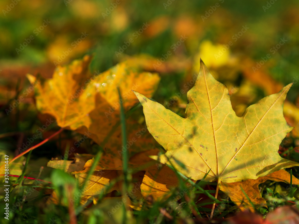 Colorful and bright background made of fallen autumn leaves Colorful and bright background made of fallen autumn leaves