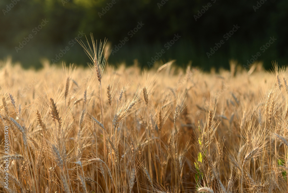 Fototapeta premium golden wheat field in summer