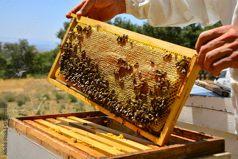 beekeeper harvesting honey from the hive beekeeper harvesting honey from the hive