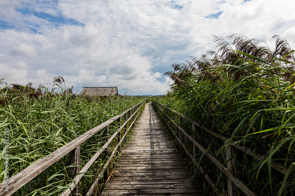 Long Empty Wooden Walkway Amidst Reeds