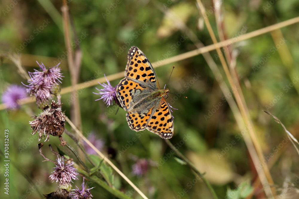 Beautiful butterflies sit on flowers and drink nectar Beautiful butterflies sit on flowers and drink nectar