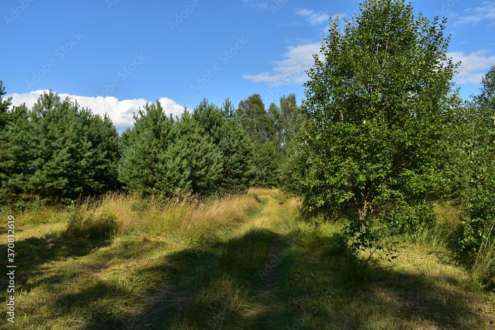 country road through the undergrowth country road through the undergrowth