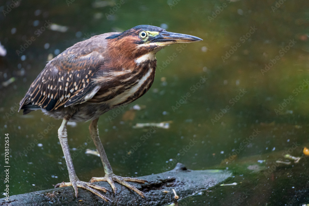 Green heron (Butorides virescens) standing on log in lake - Davie, Florida, USA Green heron (Butorides virescens) standing on log in lake - Davie, Florida, USA