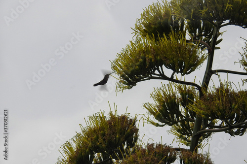 Colibrí y el agave photo