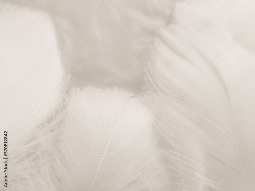 Obraz premium Beautiful abstract gray and white feathers on white background, soft brown feather texture on white pattern background, yellow feather background