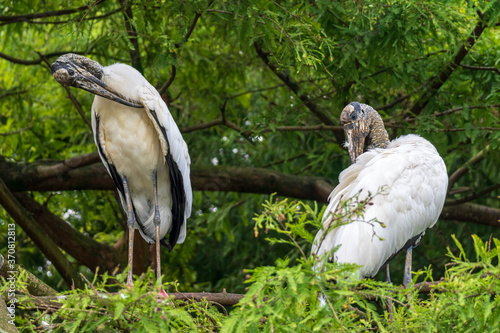 Two wood storks (Mycteria americana) preening in cypress tree - Davie, Florida, USA photo