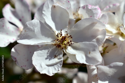 white flower on rose hips