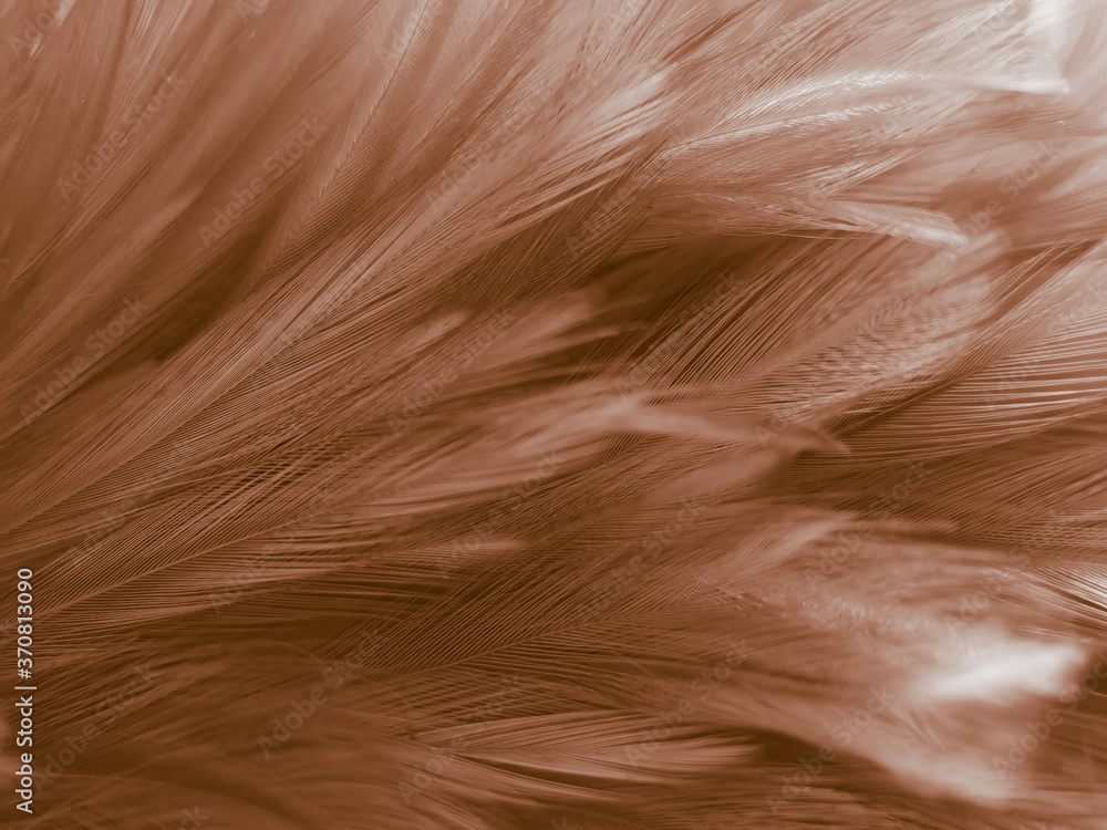 Obraz premium Beautiful abstract orange and white feathers on white background, soft brown feather texture on white pattern background, yellow feather background
