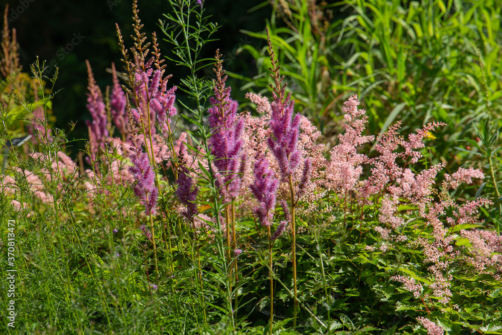 Obraz premium Astilbe Rubra, false goats beard, a hardy perennial cultivated by gardeners for their handsome plume of flowers 