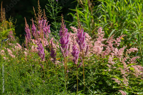 Astilbe Rubra  false goats beard   a hardy perennial cultivated by gardeners for their handsome plume of flowers 