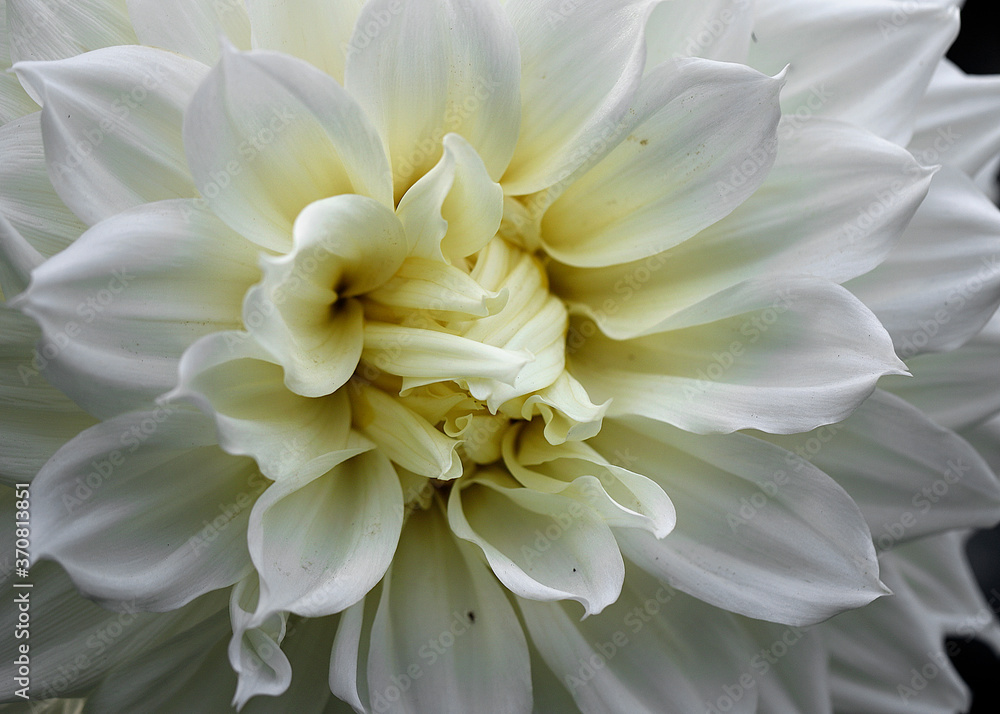 dalia 4 dalia 4