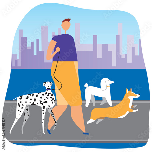 Man walking with dogs as a dog breeding concept, flat vector stock illustration with owner and dolmatian, corgi,  poodle