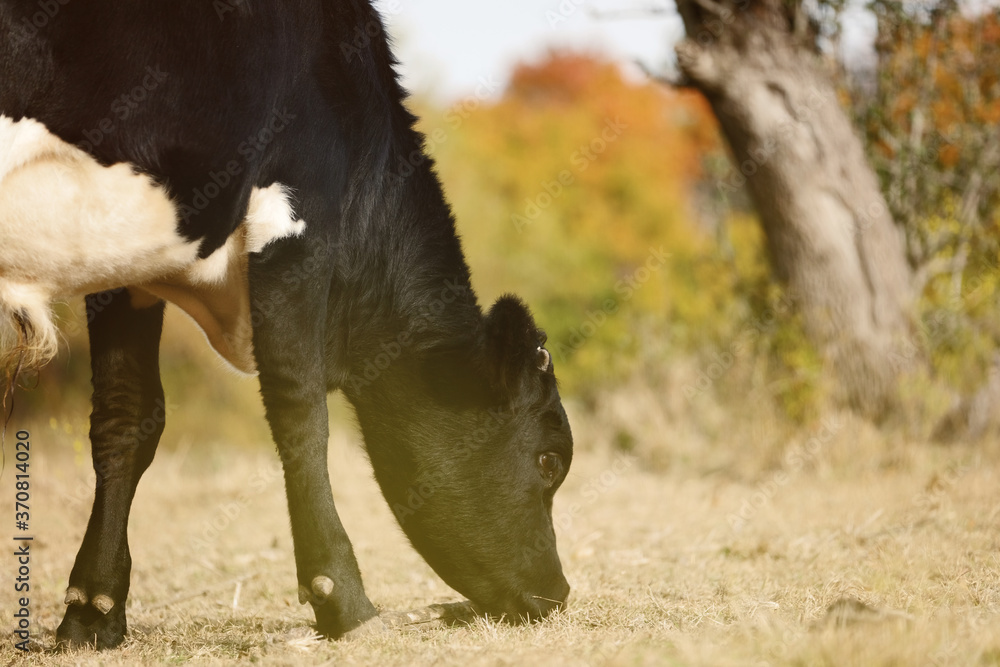 Bull calf grazing on fall season grass with hazy feel. Bull calf grazing on fall season grass with hazy feel.