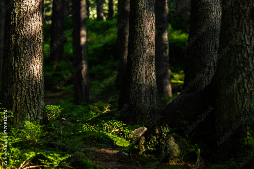 Carpathian nature. Forest on green hills in summer mountains Carpathian nature. Forest on green hills in summer mountains
