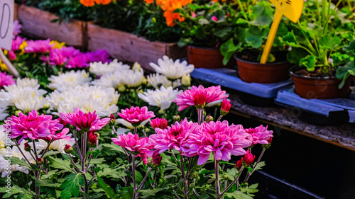 garden chrysanthemums in a flower market. Decorative flowers in a greenhouse