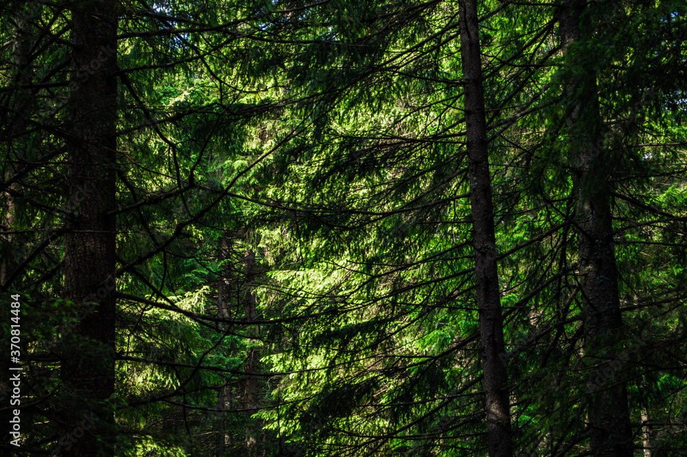 Carpathian nature. Forest on green hills in summer mountains